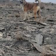 توله گله ای واگذار