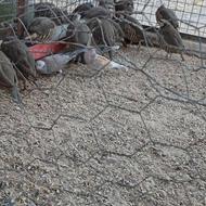 کبک سرحال وبخون