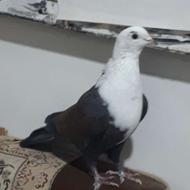 زیباوخاص ترین کبوتر کربلایی دنیا