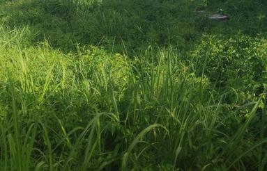 200متر مسکونی مستثنیات ، در روستای ساحلی