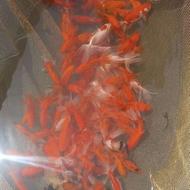 فروش عمده و خرده ماهی قرمز و کوی