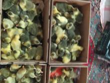 جوجه غاز دو سه روزه در شیپور