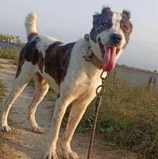 واگذاری سگ گله به ضمانت