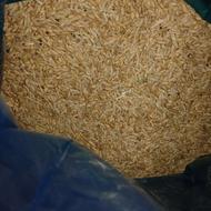 ذرت جو گندم پلت چهل و پنج خریدار هستم