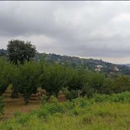 زمین باغ مازندران ساری فروش فوری