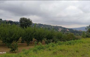 زمین باغ مازندران ساری فروش فوری