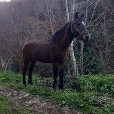 اسب نریان 5 ساله به شرط