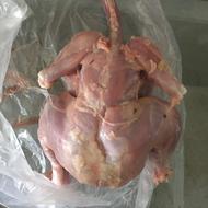 مرغ تلفاتی غذایه سگ