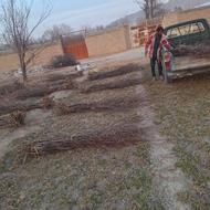 نهالستان نهال و درخت سنجد