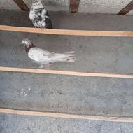 دوتا ماده بدرد بخور وپرشی