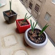 پیاز گل نرگس