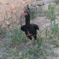 مرغ لاری افغان