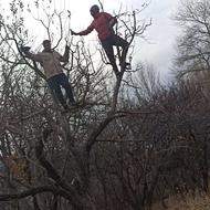 حرس و بریدنه درخت