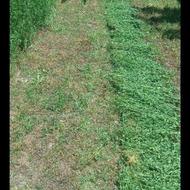 کاه گندم خرمن‌کوبی و کمباین و یونجه