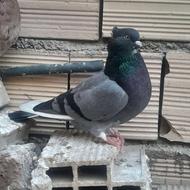 کبوتر پرشی نر و ماده و جوجه