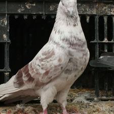 کفتر کفتربازی