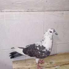 کبوتر‌ماده