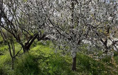 باغ در بختیار