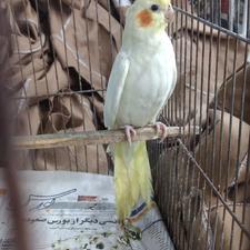 عروس هلندی لوتینو ماده آماده اماده به شرط سالم سلامت