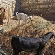 بز آبستن وشیرا