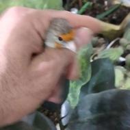 سهره قناری جوان