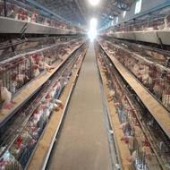 فروش قفس مرغ تخمگذار وتعمیرات