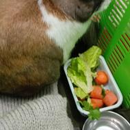 خرگوش نر خوشگل