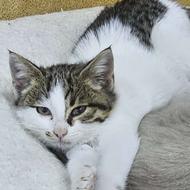 واگذاری رایگان گربه DSH پلنگی