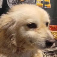 واگذاری یک حیوان باوفا