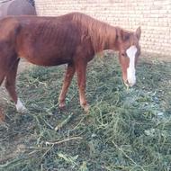 خریدار اسب نر الاغ رو برای گرفتن قاطر آلاشه