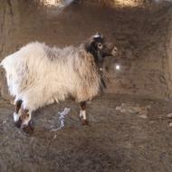 گوراند فروشی