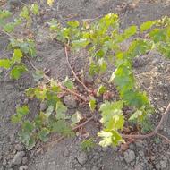 هرس کردن باغ انگور