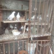 فروش قفس آهنی