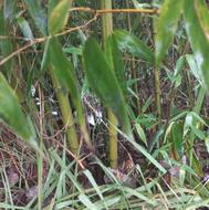 لوله خیزران.توافقی