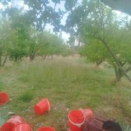 هرس کاری وباغبانی