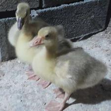 جوجه غاز 25روزه 5 عدد