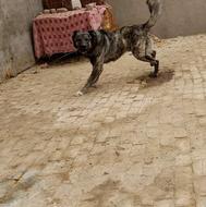 سگ نگهبان خراسانی