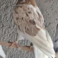 کفترهماپرشی،استیل و آنتیک همه با هم