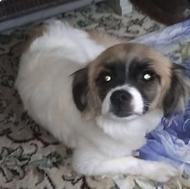 واگذاری سگ شیتزو تریر