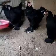 فروش مرغ برهما بلک