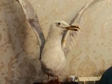 مرغ دریایی تاکسیدرمی در شیپور