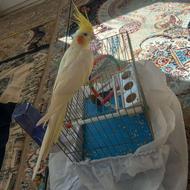 عروس لوطینو جفت همراه تخم