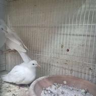 کبوتر هندی.....