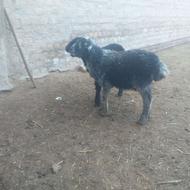 بره نر علف خور دو راس گوسفند