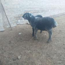 بره نر علف خور دو راس گوسفند