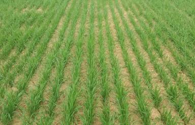 فروش زمین کشاورزی با منزل