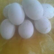 تخم غاز نطفه دار با نطفه دهی بالا