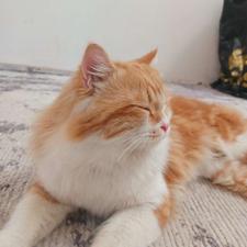 گربه نر 10 ماهه