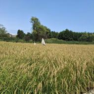 فروش برنج قهوه ای