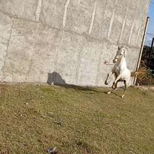 اسب عرب کرد